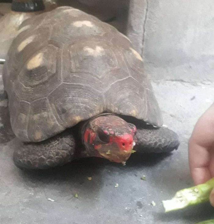 The family believes the tortoise was able to survive by eating termite larvae in the overfilled room