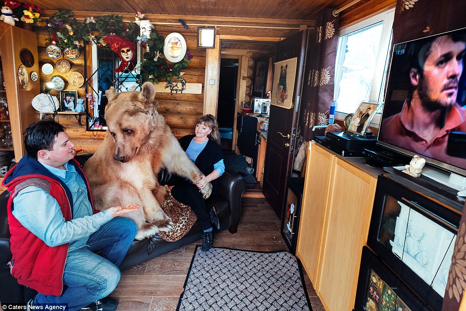 Budge up: The family say the bear can often be found cuddling up to them on the sofa while watching television of an evening