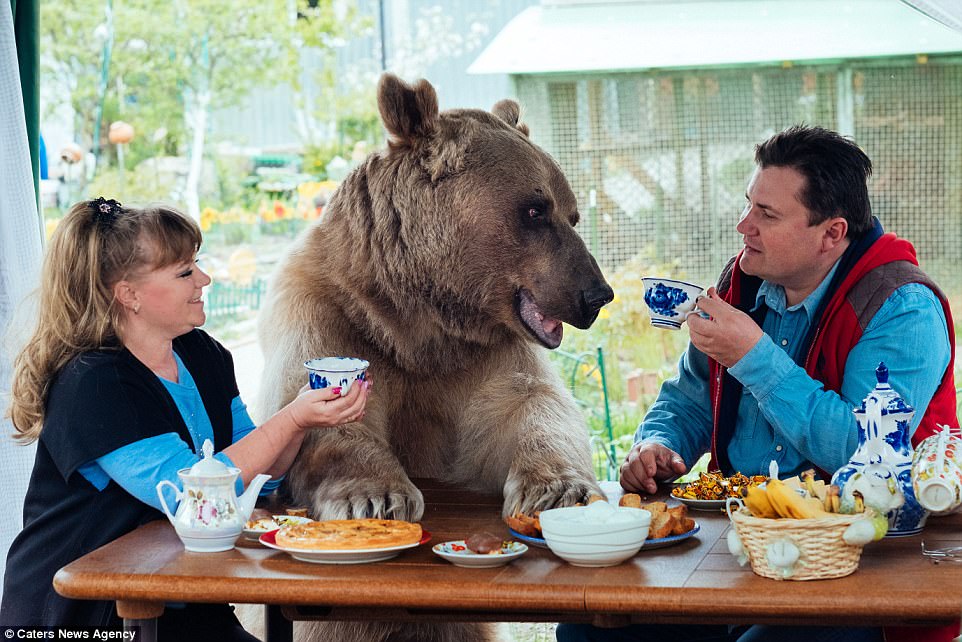 The bear, called Stepan, was adopted by Russian couple Svetlana and Yuriy Panteleenko aged just three months after being discovered by hunters in the forest, having lost his mother