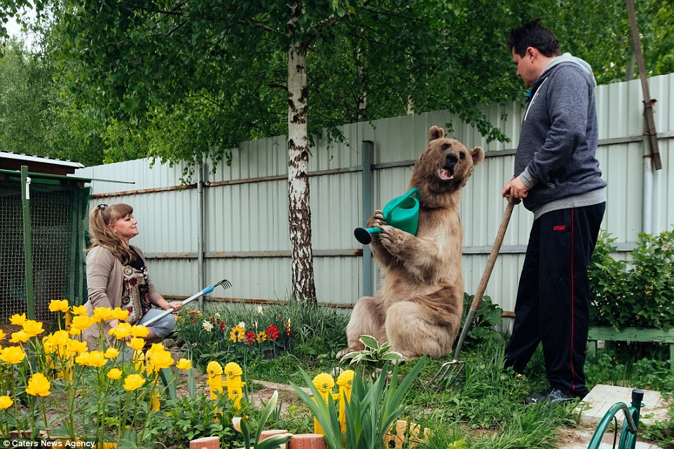 Give us a hand! The bear has even been known to help out around the house - or at least the garden - by watering the plants