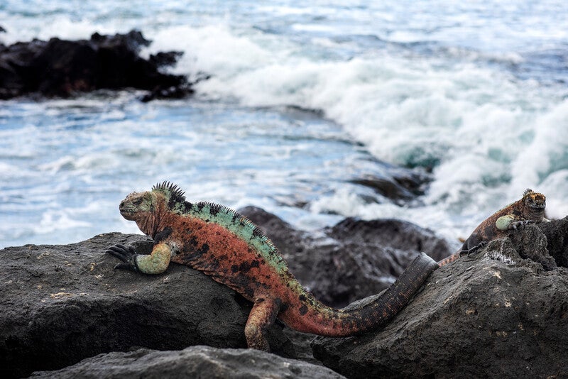 Rewilding the Galapagos will involve reintroducing extinct species and re-establishing wildlife populations