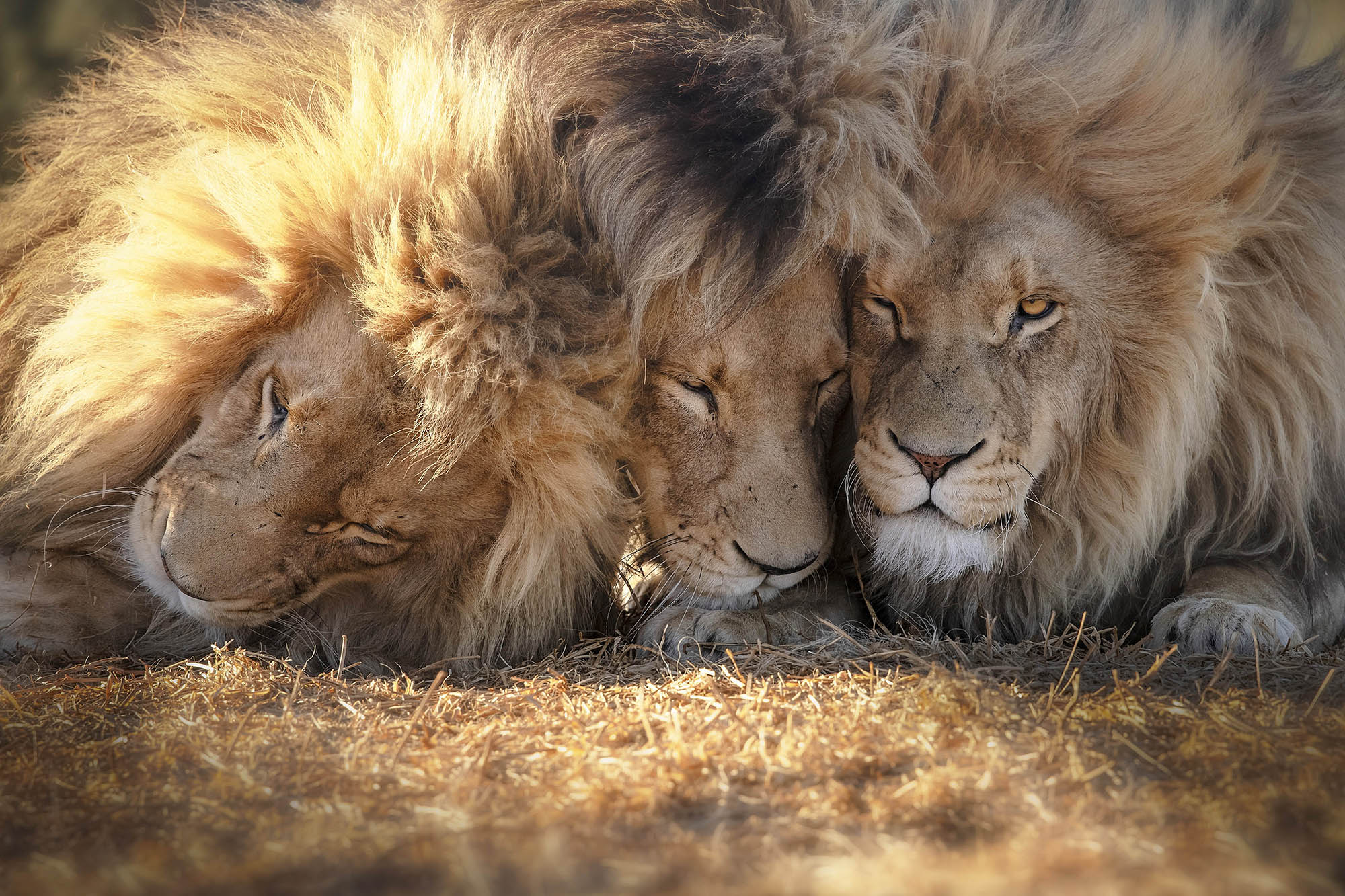 Majestic trio of lion brothers pose for the camera in stunning snaps