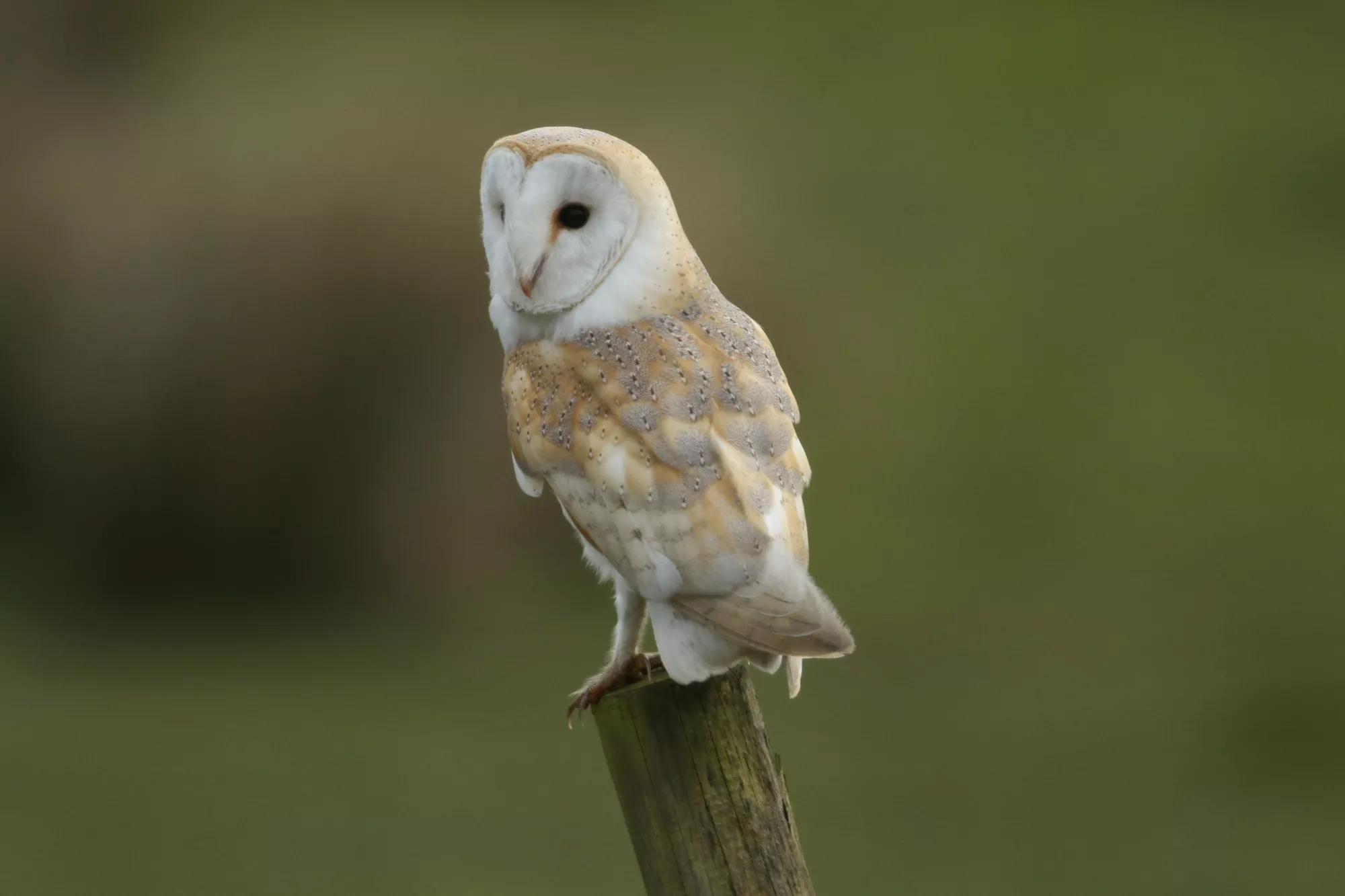 Stock photo of a Barn Owl