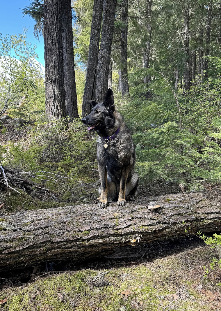 Vanessa Chaput’s German Shepard Luna likely scared away a bear that attacked her. 