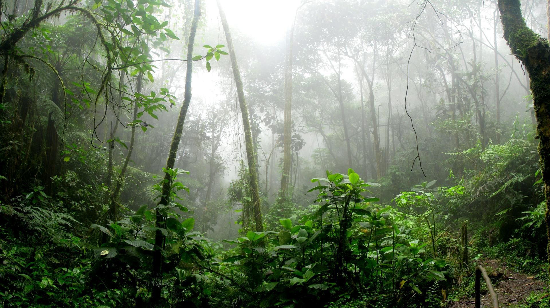 Man Sprinkles 100 Million Seeds Above Amazon Forest From 6,500 Feet