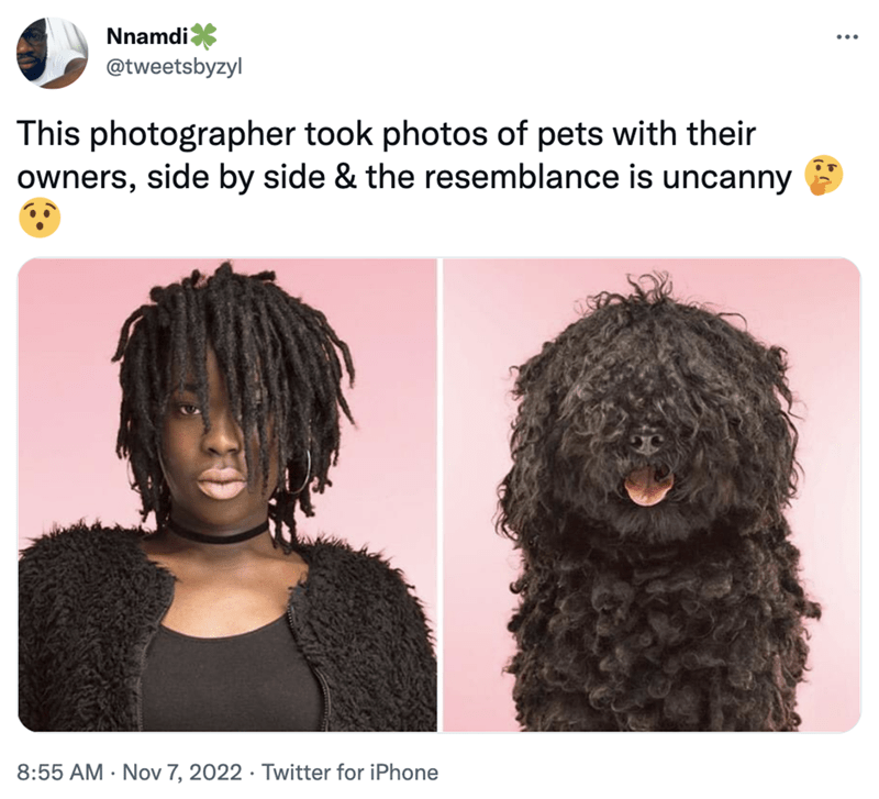 Hair - Nnamdi @tweetsbyzyl This photographer took photos of pets with their owners, side by side & the resemblance is uncanny ® 8:55 AM Nov 7, 2022 Twitter for iPhone :